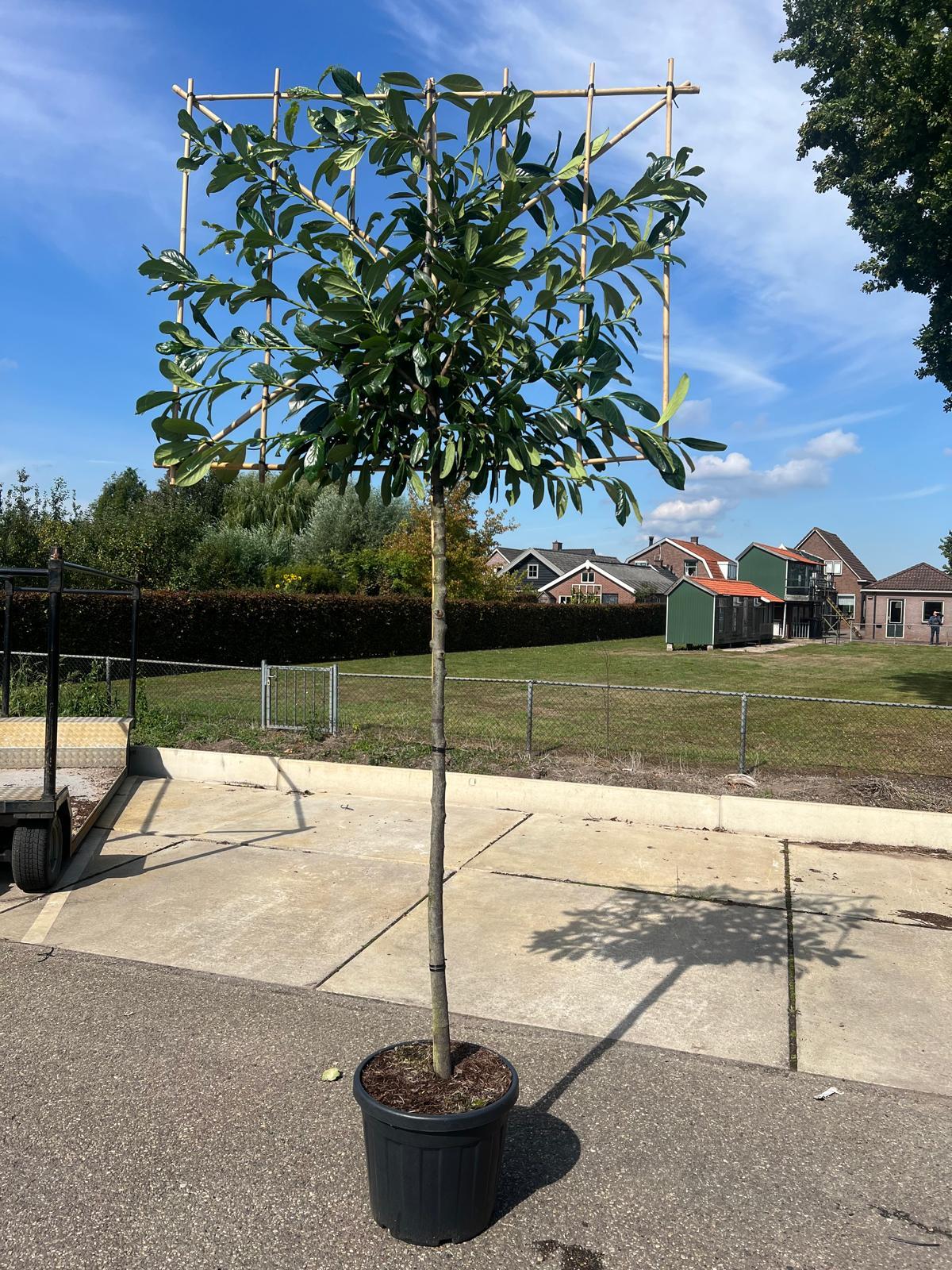 Prunus laur. Novita Pleached 150cm Stem 120 Tall x150cm Wide